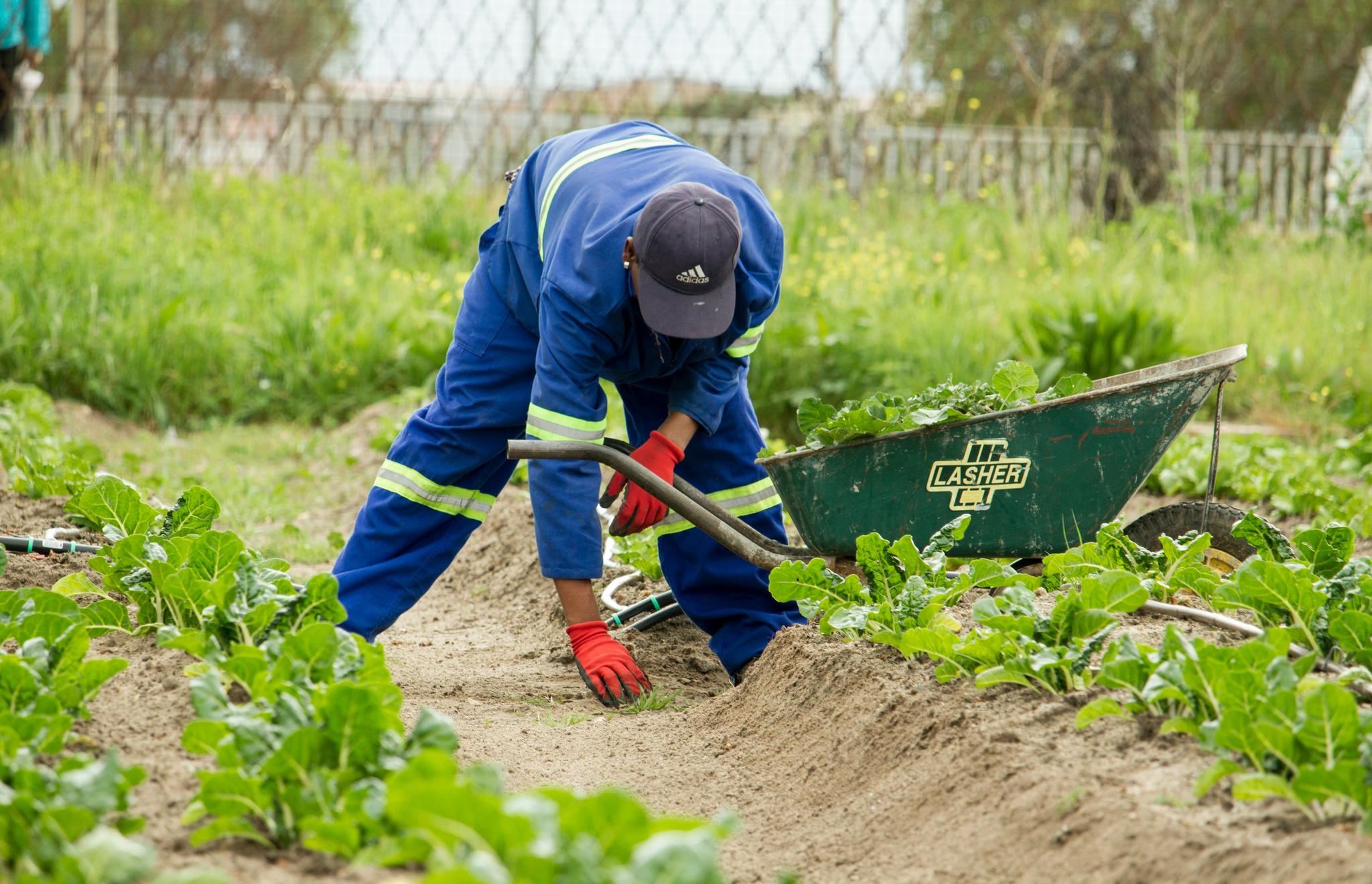 man in farm